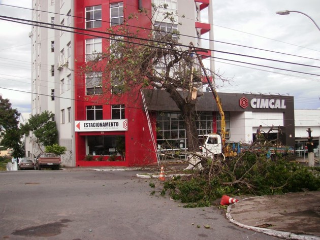 arvore cortada em frente a cimcal